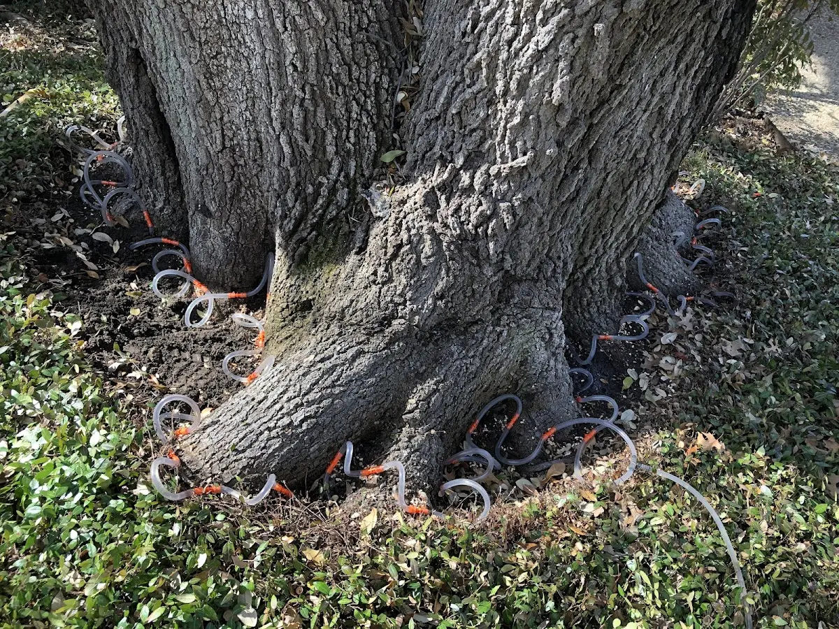 Detailed Tree Cabling and Bracing job site in Lemont