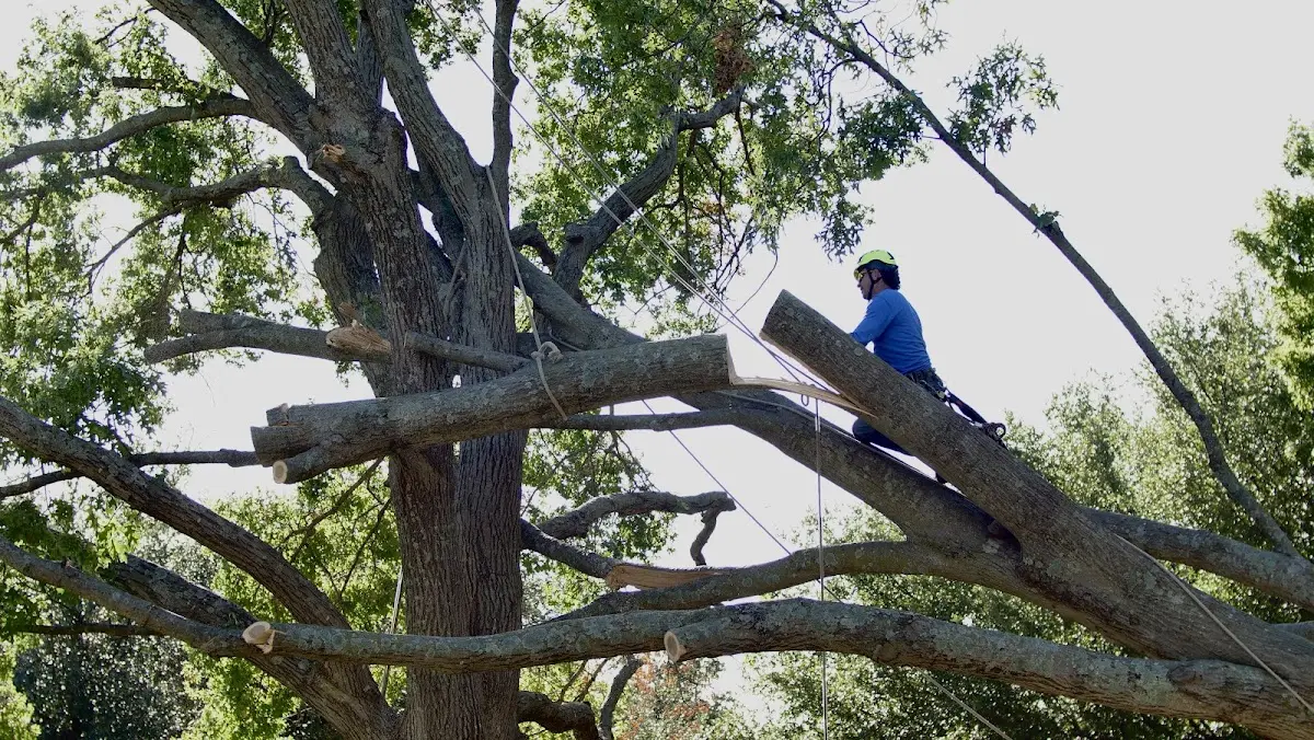 Professional Hazardous Tree Removal performed by certified arborists in Lemont
