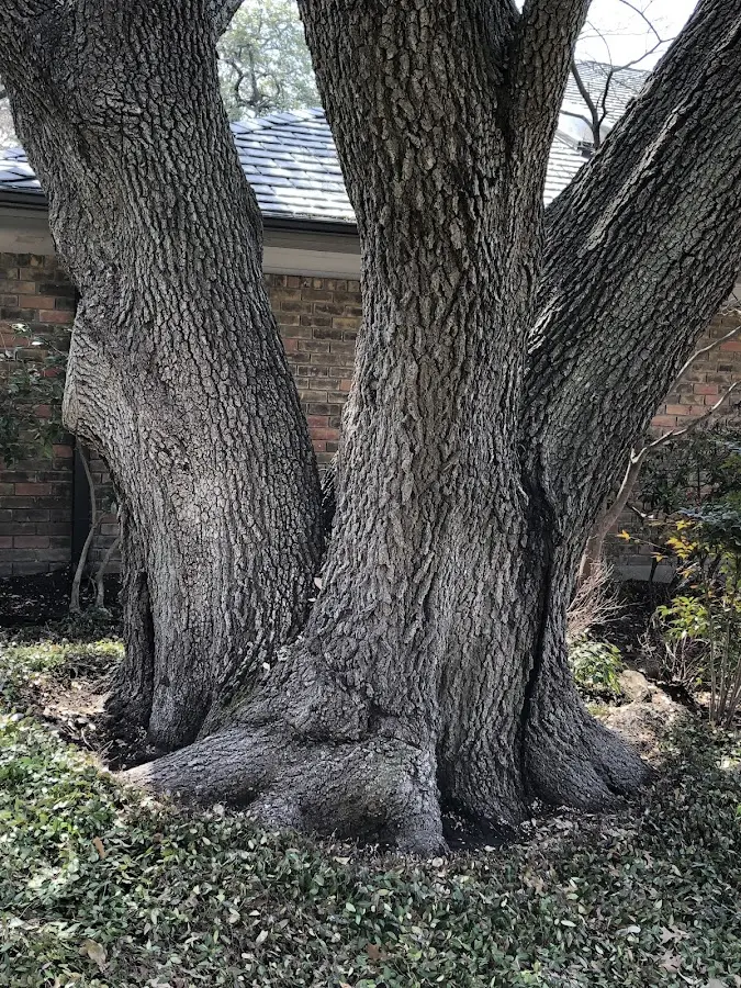Mature heritage tree close to a Lemont property cared for by certified arborists